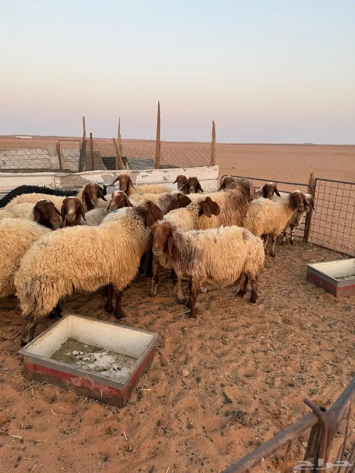 غنم نعيم جبار و لون 2