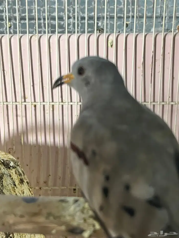 يمام الضفدع ( ذكر ) 0