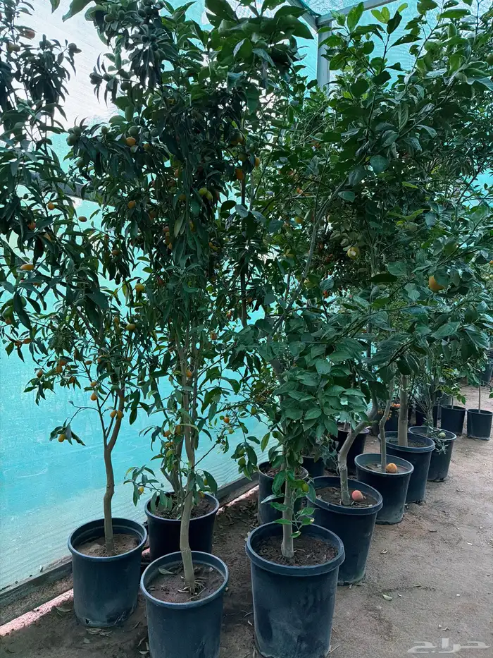 حمضيات بجميع انواعها 2