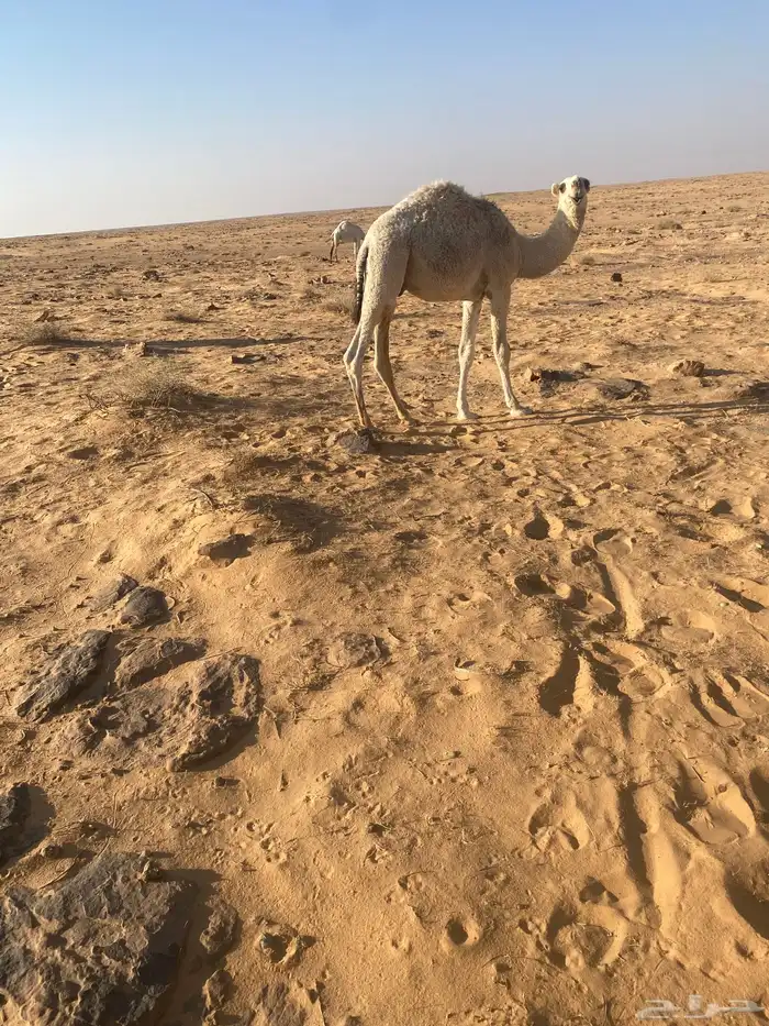 قعدان حيران قصب 0