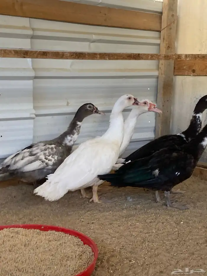 للبيع ذكور بط مصري 10