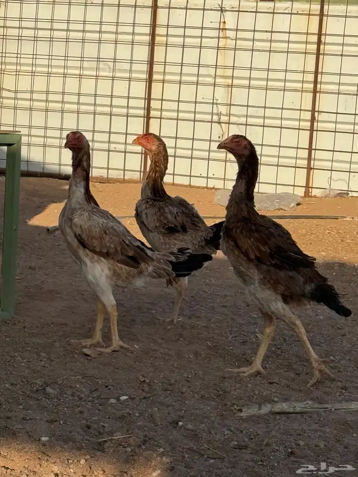 دجاج شامو ياباني 18