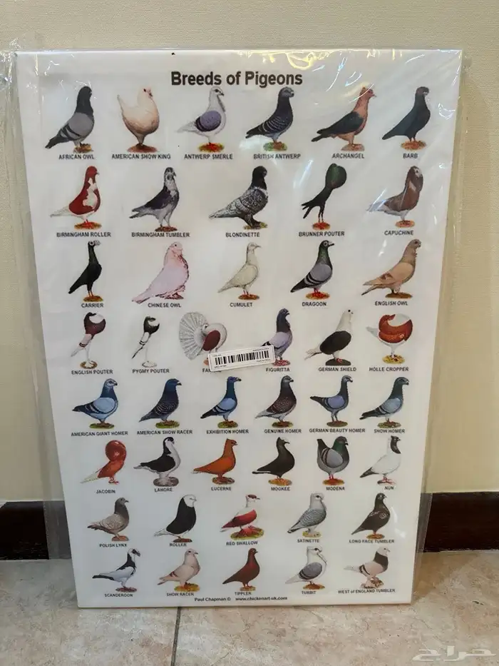 صور انواع الحمام 2