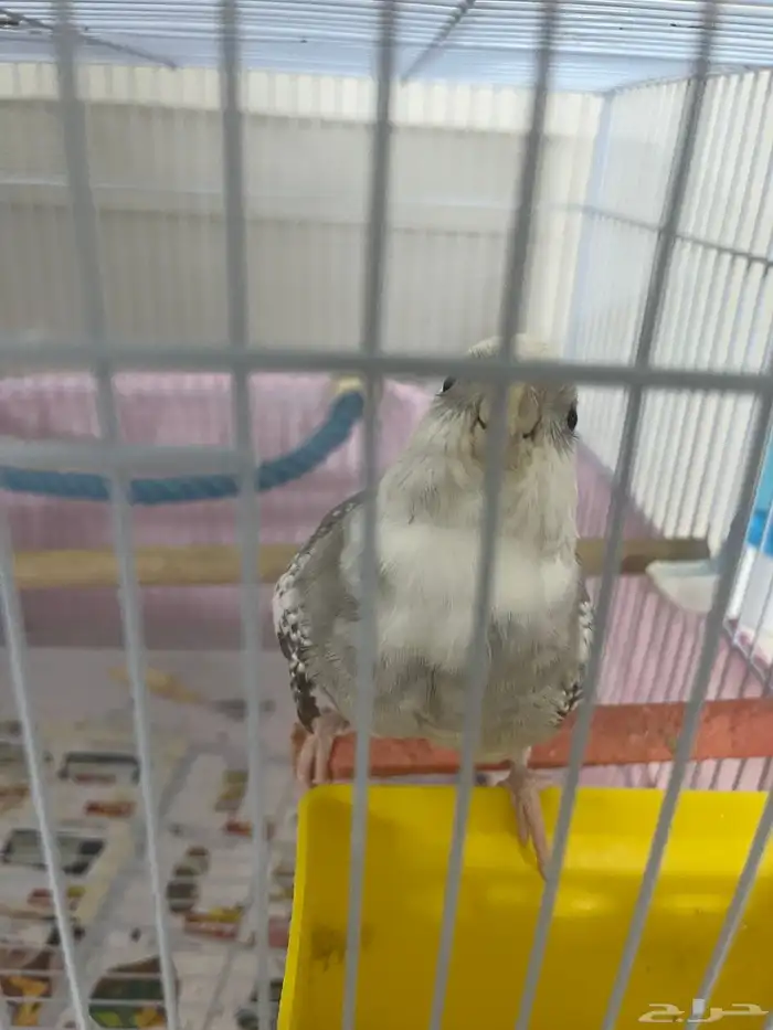 كروان هولندي صحه ممتازه متكلم يوجد فديو يمكن التواصل واتساب 0