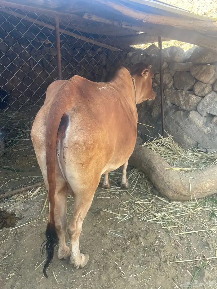 بقرة تحتها حسيل 0