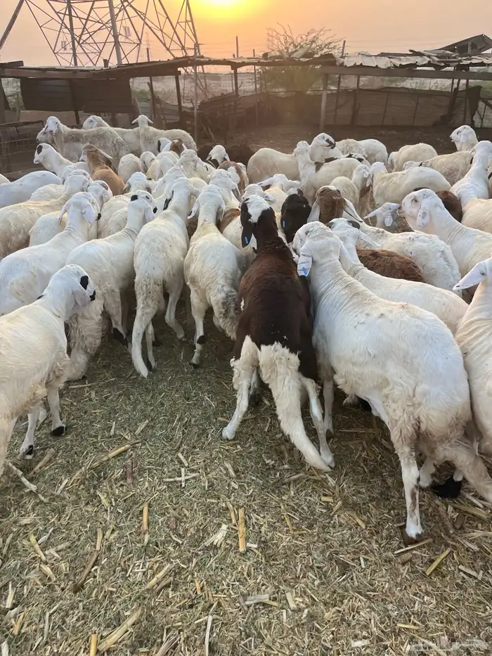 سواكن تربيه 6