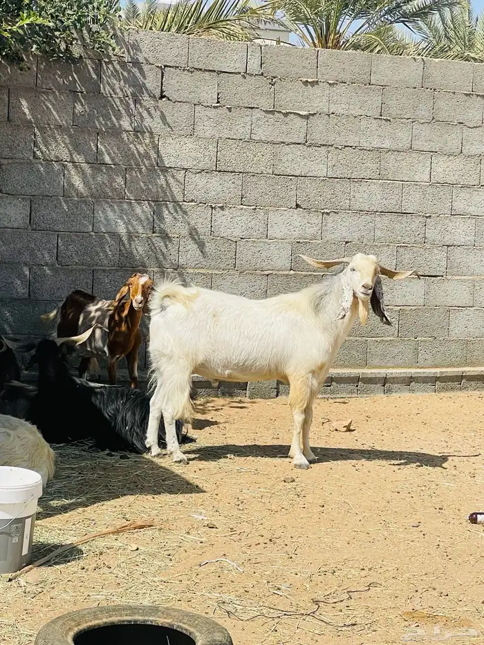 فحل معزا ابيض 1