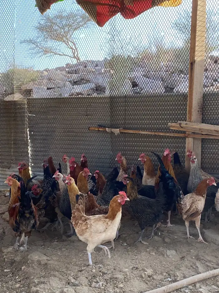 دجاج بلدي بياض شرط فواتح حمر 2