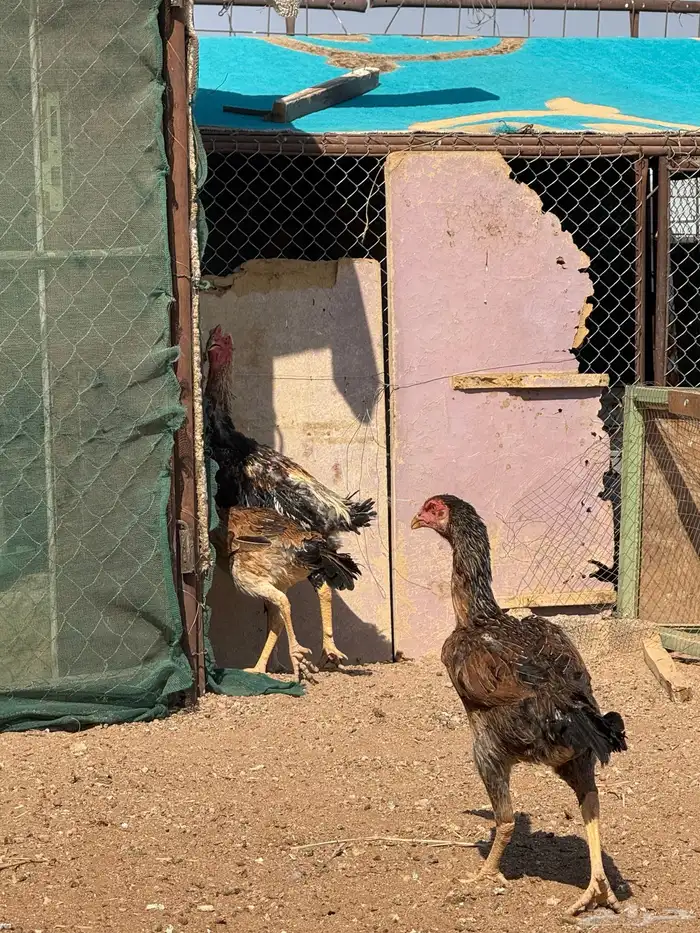 دجاج شامو ياباني 15