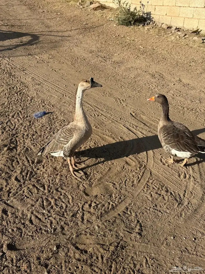 وز للبيع ودجاجة رومي 2