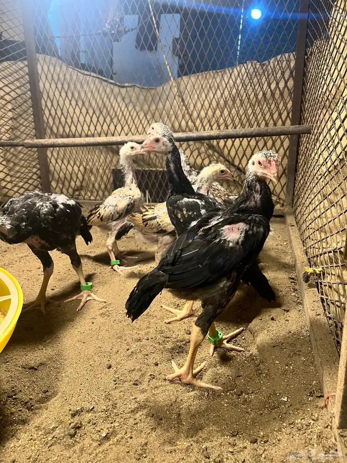 فروخ شامو ياباني 2