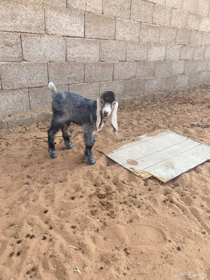 عنز شامية معها جفرة 3