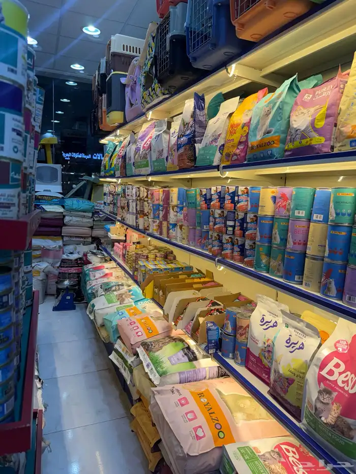 عصافير . قطط. حمام 4