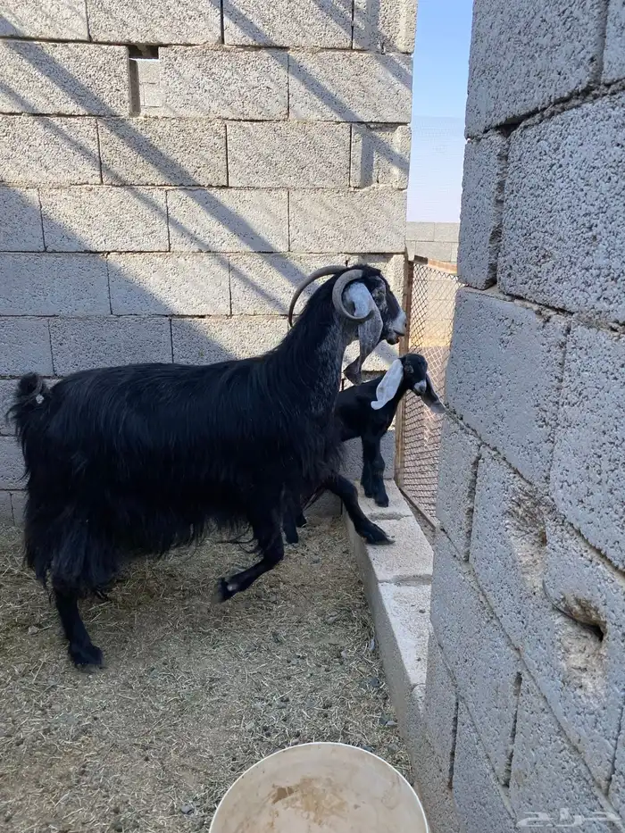 للبيع عنز معها بنتها 1