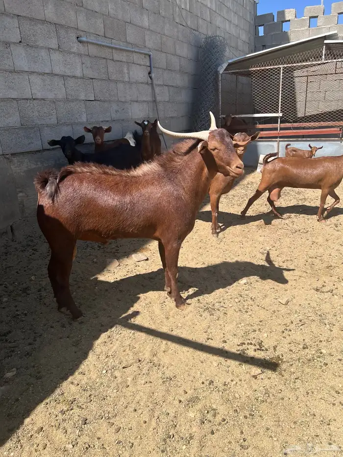 معزاء حص دهم كفوو 0