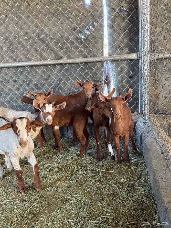 عرس ( تيوس و عنقان حص ) 1