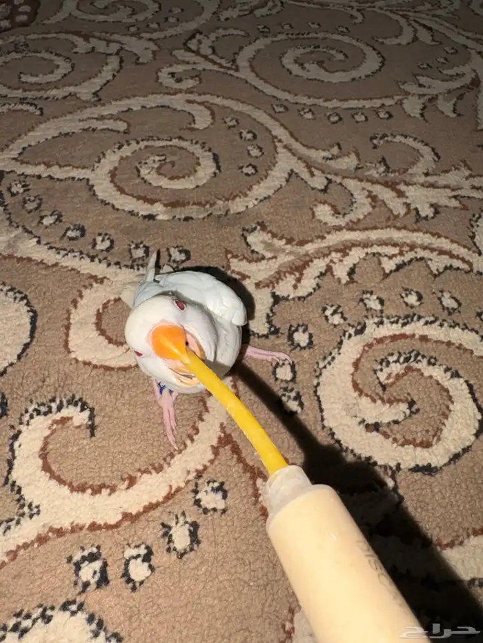 فرخ روز البينو ابيض وعيون حمر 1