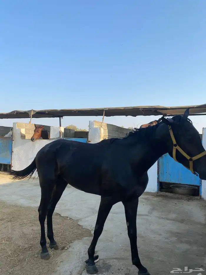 حصان شعبي حصان سبوق ولا يجي غير اصامل 1