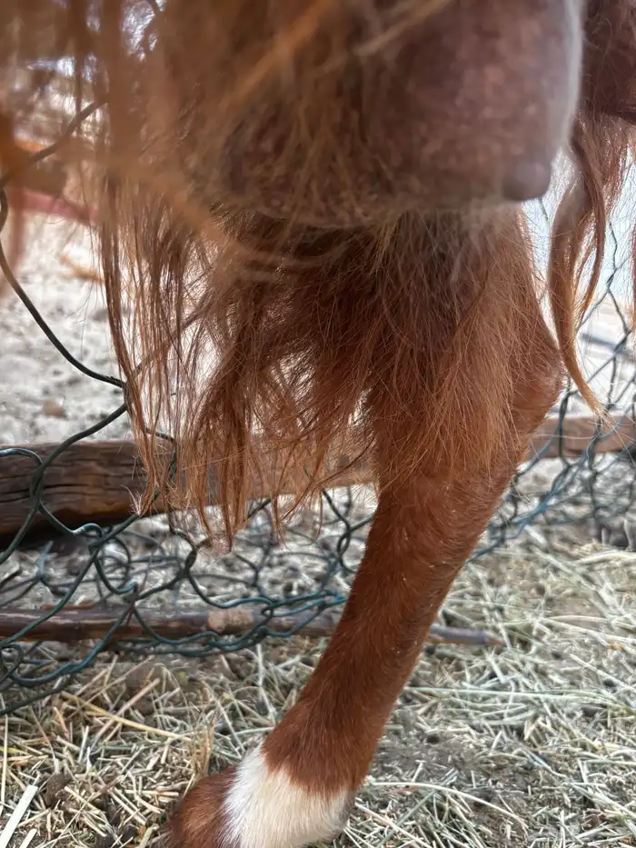 معزاء قبرصيات 4