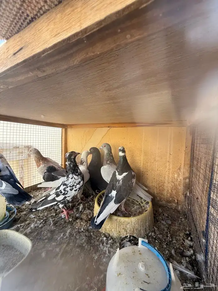 حمام مشكل عدد 9 1