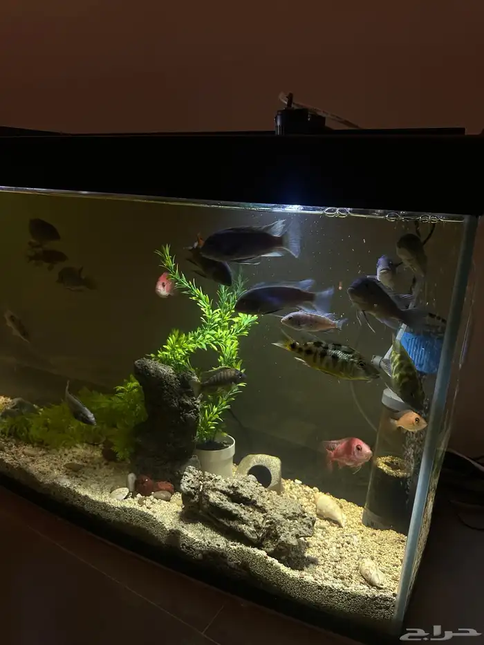 سمك زينه سيكلد 0