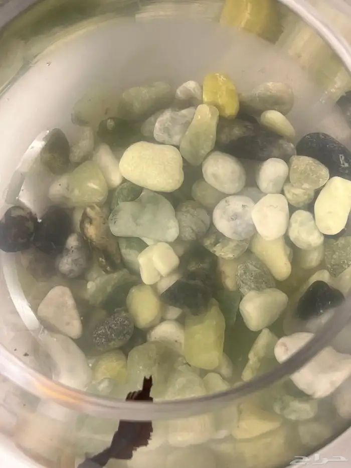 سمك فايتر مع الحوض 0