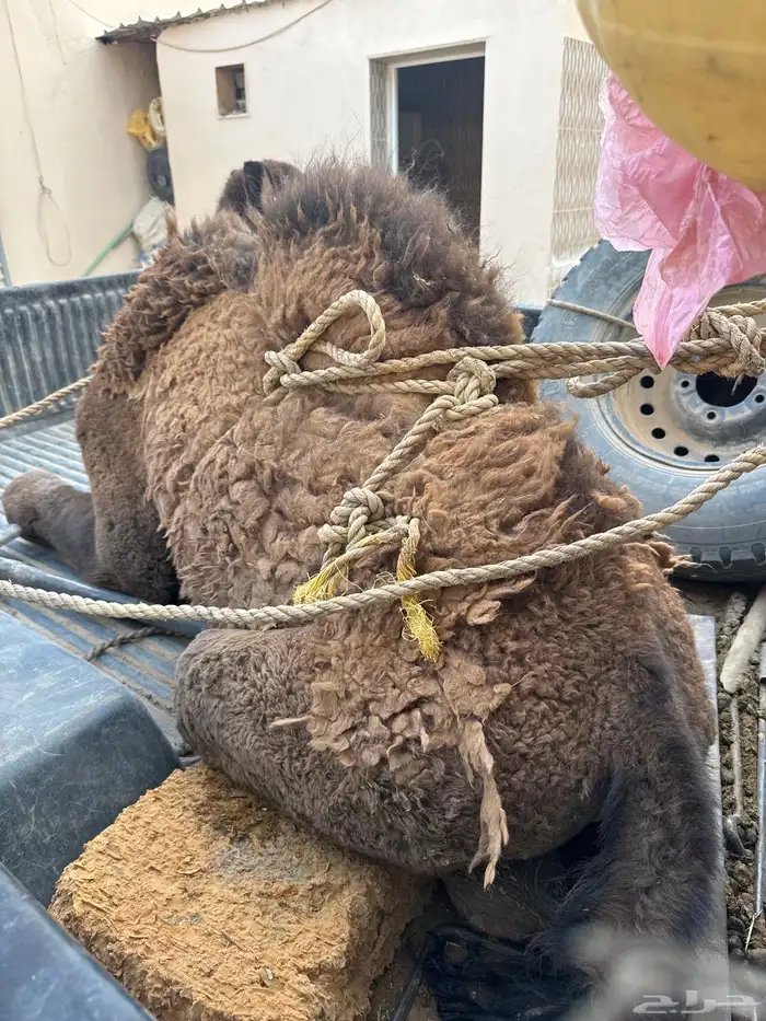 حاشي بري لباني 2