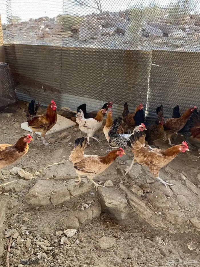 دجاج بلدي بياض شرط فواتح حمر 0