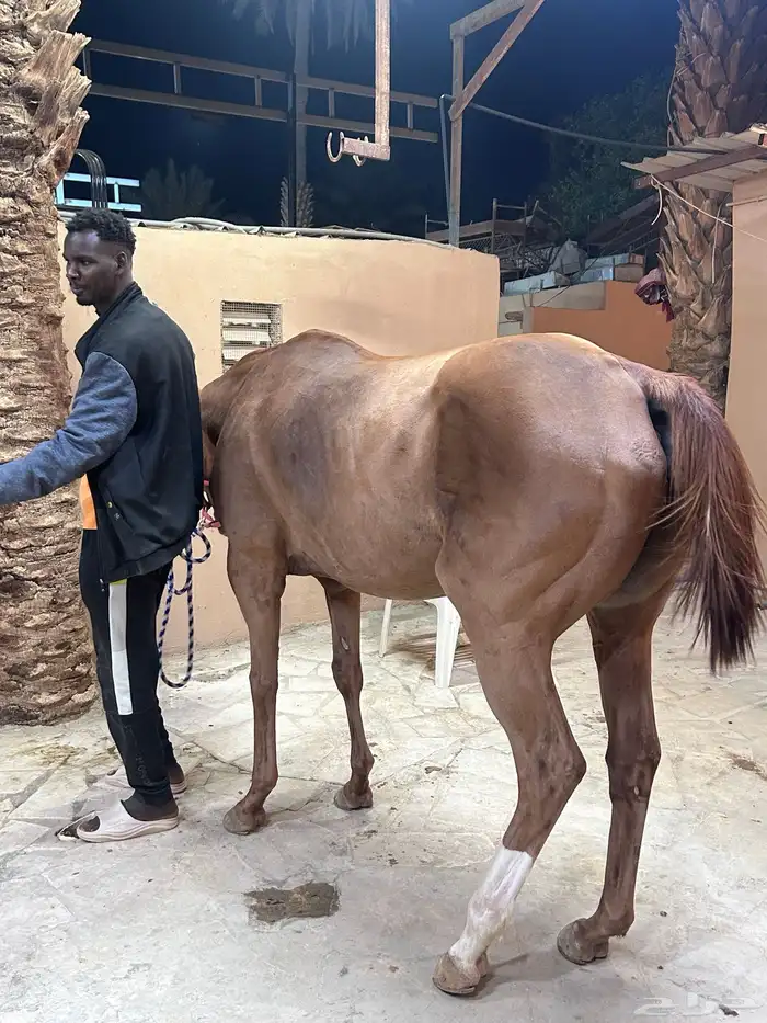 حلاق خيل جمال جسم 2