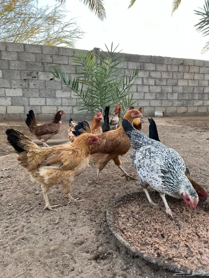 دجاج بياض كفو 2