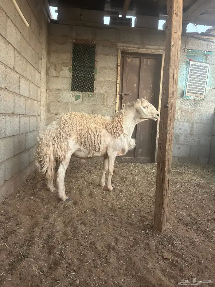 فحل حري مشروط 2