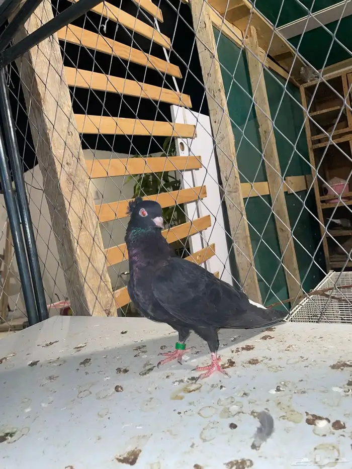 حمام قطيفي معقد 0