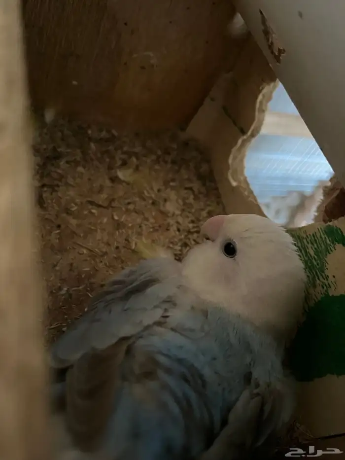 انثى روز منتجه بدون ذكر 2