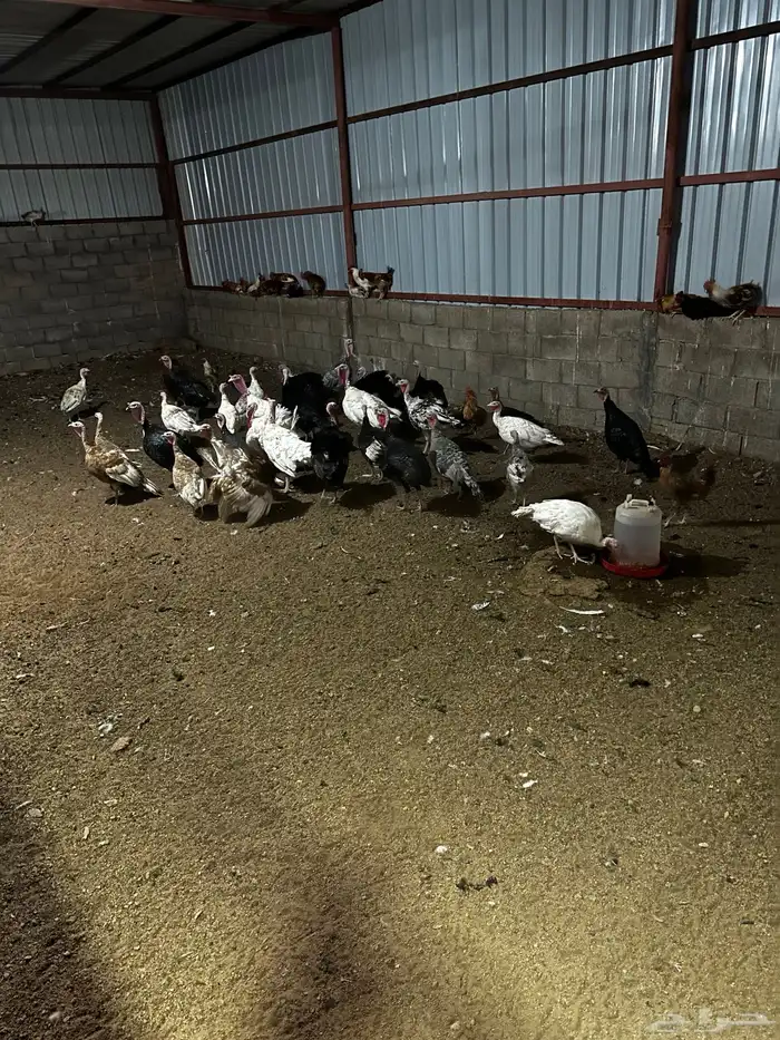 دجاج وديكه رومي وبلدي 0