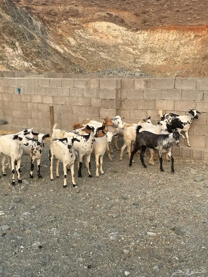 جفار بيشيه 1