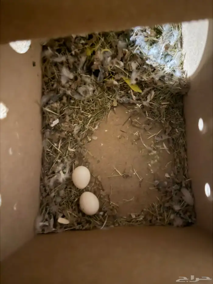 أنث روز البينو 4