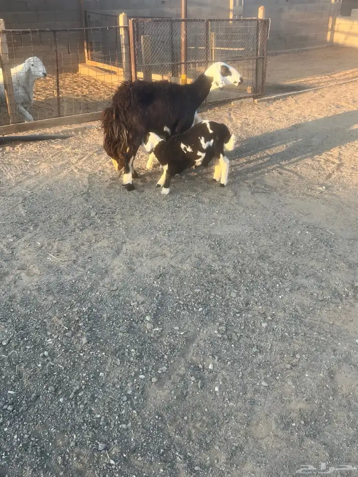 نجديه معها رخل وخروف 4