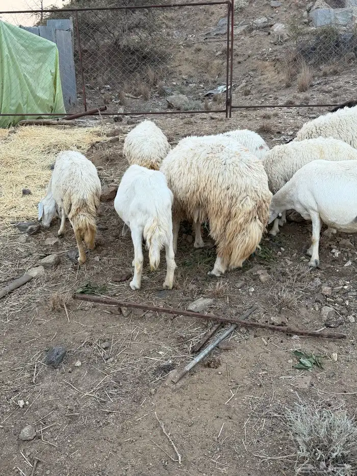 مقاني مراح واحد 3