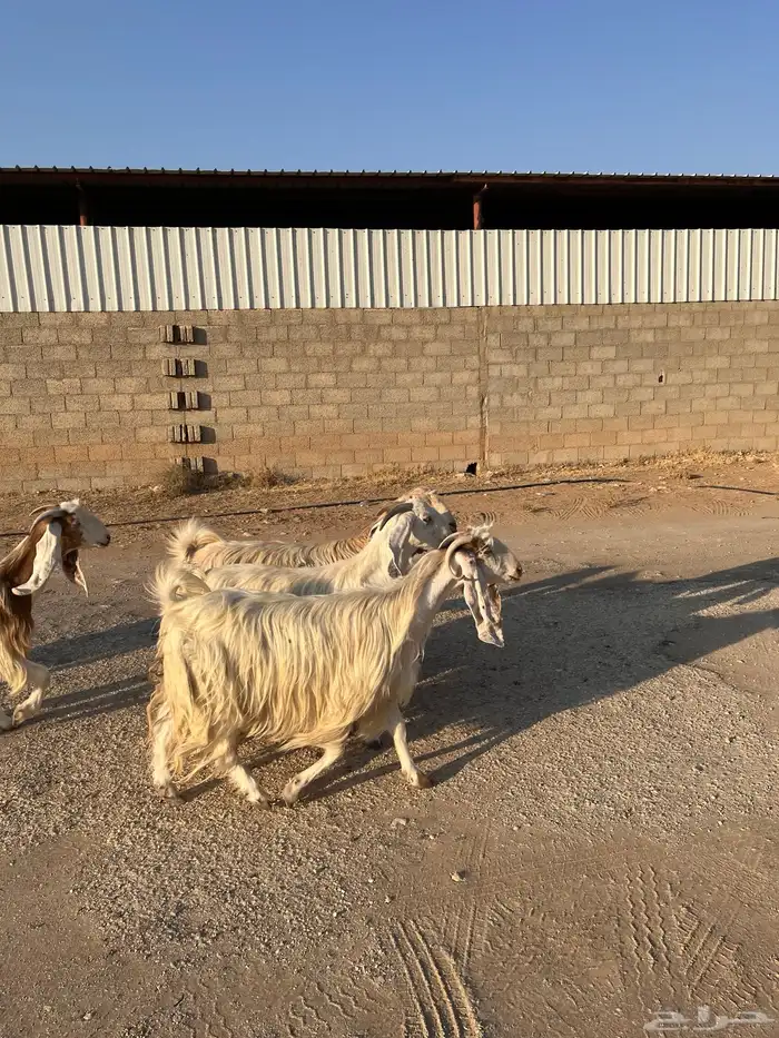 معزا بيض مشاريك مصريه جروم فاخره طيبه دفيع مضاريع سونار 4