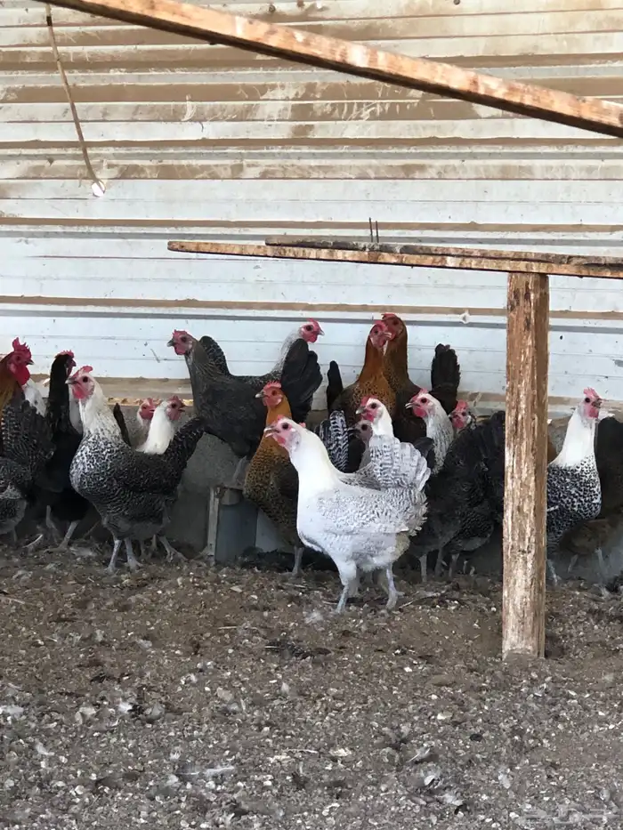 دجاج فيومي العدد 30 -  35 3