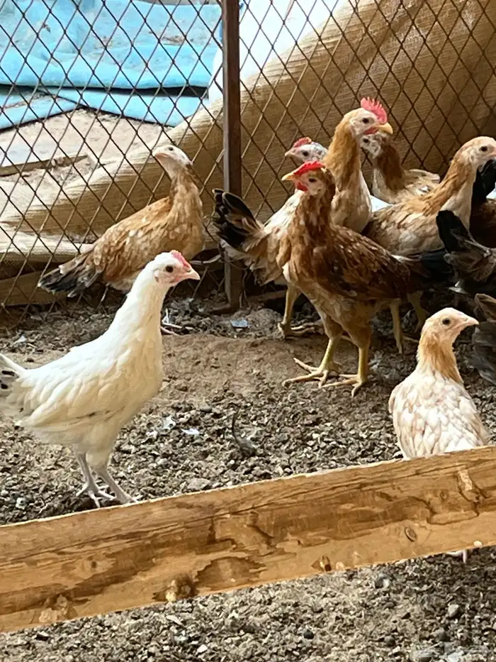 دجاج للبيع 2