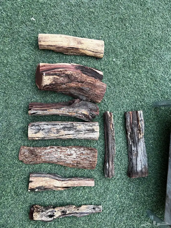 حطب سمر أفريقي أفريقي 4