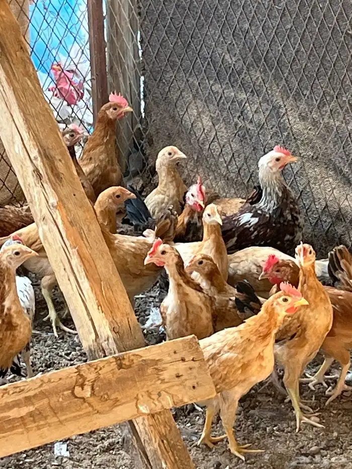 دجاج للبيع 1