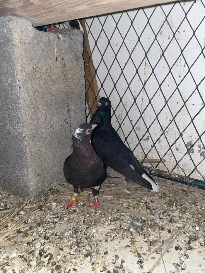 حمام قطيفي معقد 3