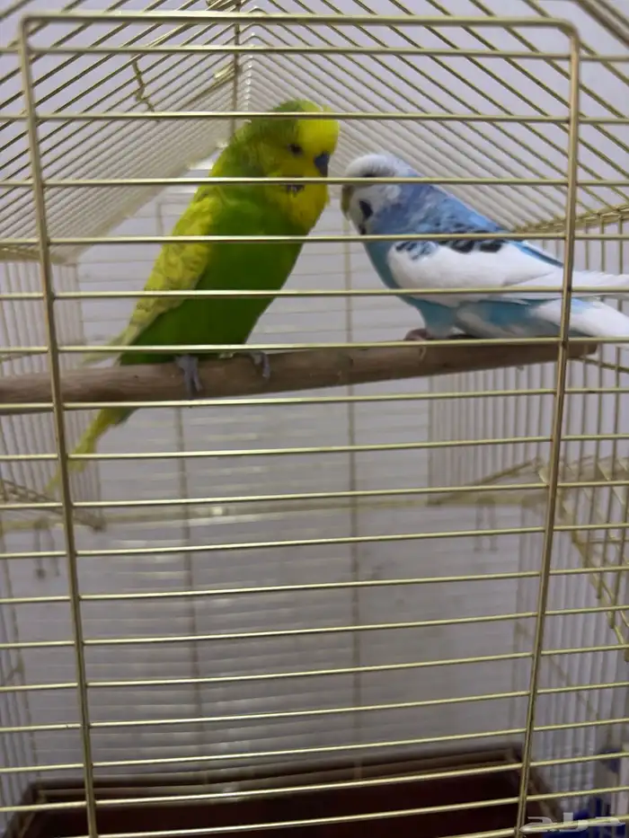 طيور الحب بادجى و روز للبيع 14