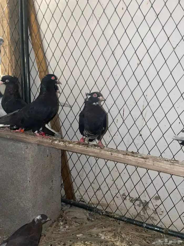 حمام قطيفي معقد 1