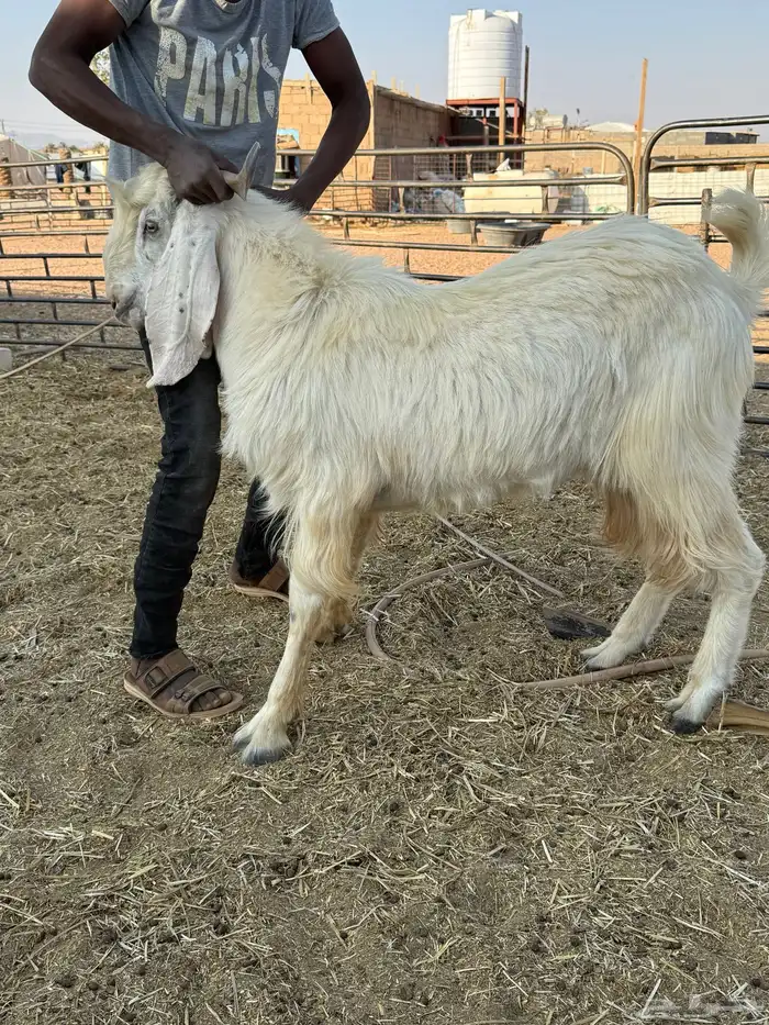 فحول بورقوت اصل - وعارضي ابيض - ومطور 0