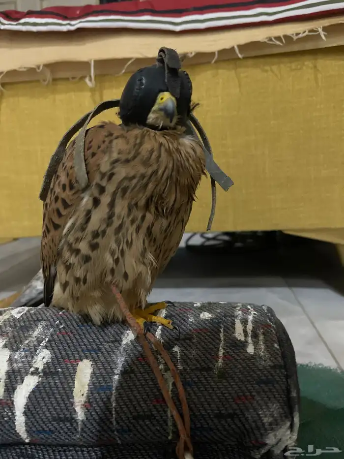 باشق طرح الحماد ابو راس ابيض مدرب 0