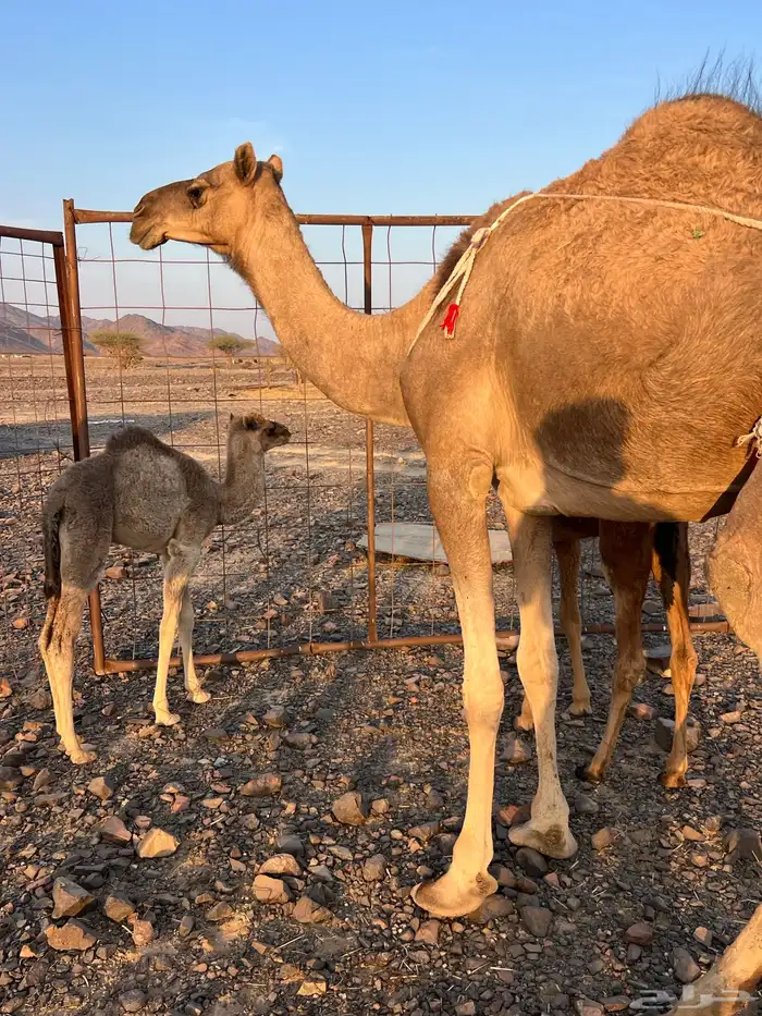 بكره ثنو تحتها بكره حمرا تملى ام 60 ب 11500 تم البيع 2