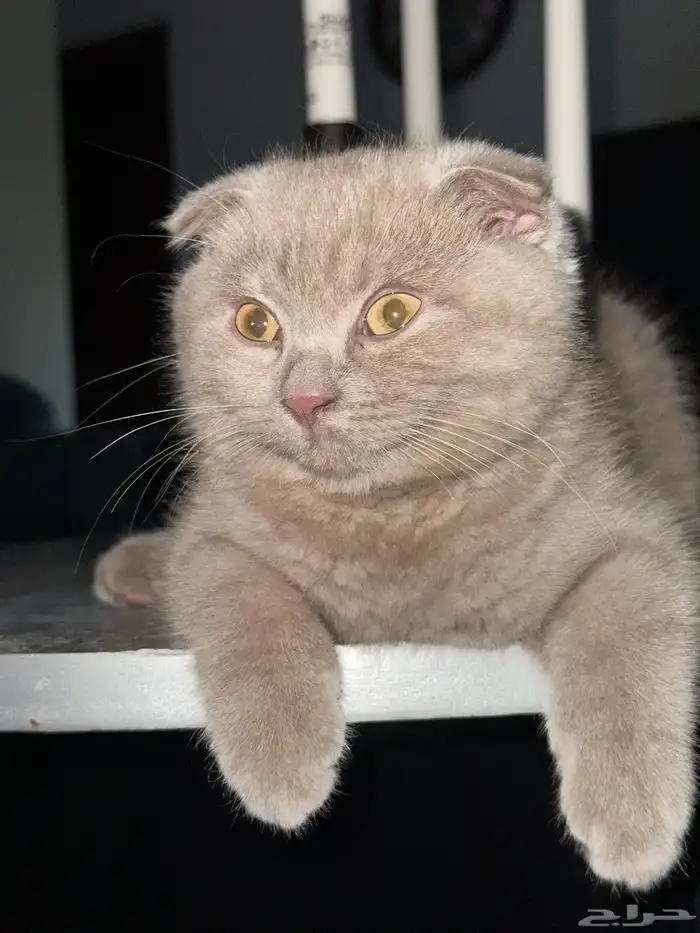 سكوتش فولد للبيع 1